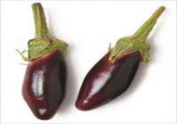 Patlıcan Mini