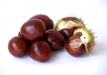 Kestane